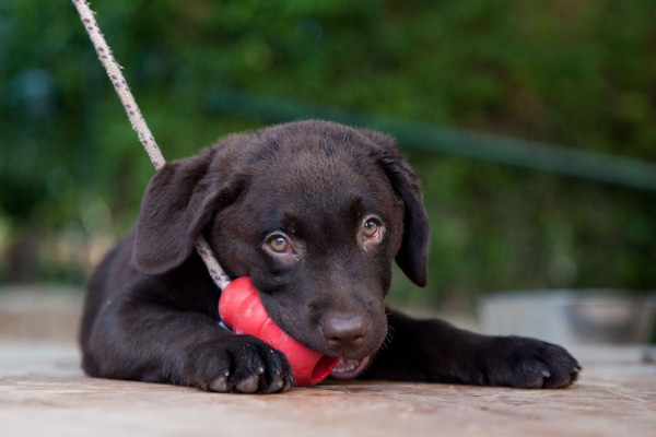 LIBERTY GUIDE DOGS 