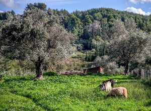 Ευλογιά των προβάτων: Θανατώθηκαν 430.000 ζώα - 80 νέα κρούσματα την περασμένη εβδομάδα