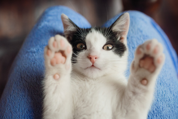 Τι σημαίνει όταν η γάτα σας κάνει «πατουσάκια»; Επιστήμονες εξηγούν