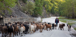 Καμπανάκι πανεπιστημιακών: «Επικίνδυνη η χρήση μη εγκεκριμένων εμβολίων για τη διατροφική ασφάλεια»