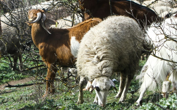 Έκτακτα μέτρα και στην Καστοριά κατά της διασποράς της ευλογιάς των προβάτων