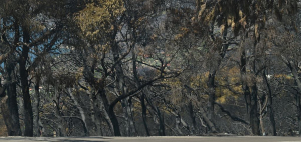 WWF Ελλάς: Περισσότερα από 180.000 στρέμματα δάσους κάηκαν σε λίγες μόνο μέρες