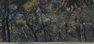 WWF Ελλάς: Περισσότερα από 180.000 στρέμματα δάσους κάηκαν σε λίγες μόνο μέρες