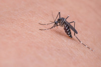 ΠΟΥ: Νέες πρωτοβουλίες για τον περιορισμό της ελονοσίας στην Αφρική