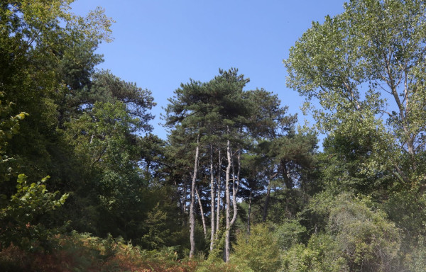 Σουφλί: Το «σημάδι» που δείχνει την αναγέννηση του δάσους της Δαδιάς
