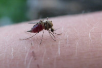 Ο ΠΟΥ συστήνει πρωτοποριακό εμβόλιο κατά της ελονοσίας για παιδιά σε κίνδυνο