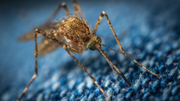 Συστάσεις του ΕΟΔΥ για την προφύλαξή σας από τα κουνούπια και τον ιό του Δυτικού Νείλου