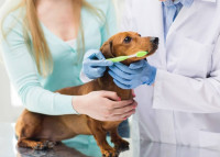 Στοματική υγιεινή για τα κατοικίδια ζώα: οι σοβαροί κίνδυνοι από την υποτίμησή της