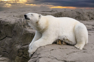 Αυξημένος κίνδυνος θανάτου από πείνα για τις αρκούδες όταν... ξεπαγώνει η Αρκτική