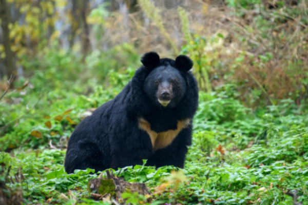 Η Νότια Κορέα κατάφερε να «αναστήσει» το χαμένο είδος των μαύρων αρκούδων
