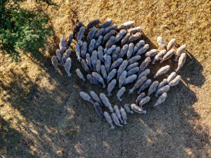 Οριακή η κατάσταση στις Σέρρες - Οι ζωονόσοι αφανίζουν τα κοπάδια, χιλιάδες οι σφαγές λόγω ευλογιάς