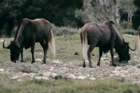 Ευλογιά πιθήκων: Η Νιγηρία απαγόρευσε το κρέας από κυνήγι