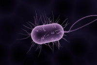 Εσύ ήξερες ότι υπάρχουν και «καλά» μικρόβια