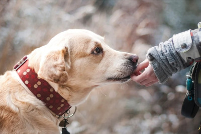 Μελέτη: Οι σκύλοι μπορούν να μυρίσουν το άγχος των ανθρώπων