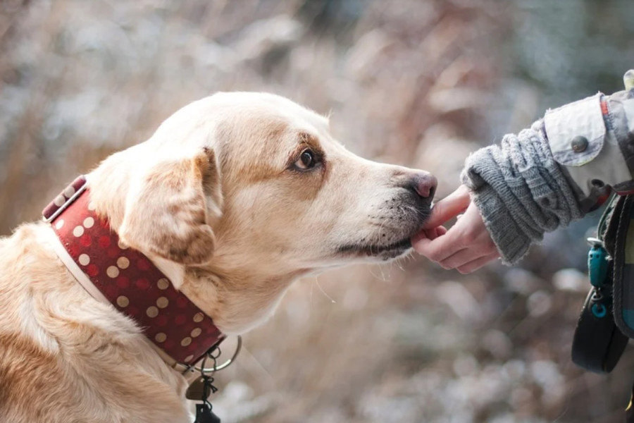 Μελέτη: Οι σκύλοι μπορούν να μυρίσουν το άγχος των ανθρώπων