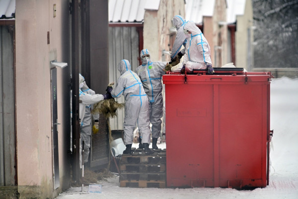 Γρίπη των πτηνών: Καθησυχαστικές οι υγειονομικές Αρχές για το πρώτο κρούσμα σε άνθρωπο στην ΕΕ