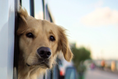 Πώς θρηνούν οι σκύλοι όταν «φεύγει» το ταίρι τους