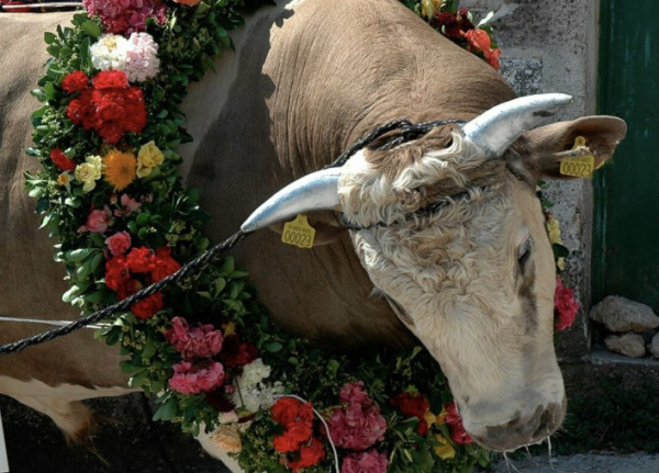 «Σάλος» με απαράδεκτο έθιμο στην Λέσβο: Περιφέρουν και σφάζουν ταύρο για να κρατήσουν το αίμα του σαν φυλαχτό