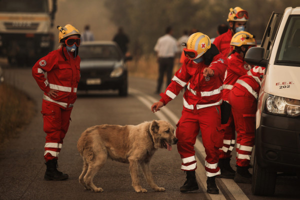 Η MSD Animal Health στηρίζει την ΕΔΚΕ στο έργο της για τα πυρόπληκτα ζώα