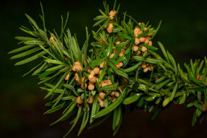 Το σπάνιο δέντρο των ελληνικών βουνών που αποτελεί πρώτη ύλη για αντικαρκινικά φάρμακα