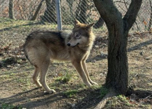 Δύο λύκαινες από την εμπόλεμη Ουκρανία «υιοθέτησε ο Αρκτούρος