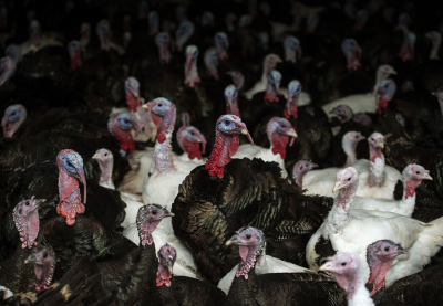 Ιός της γρίπης των πτηνών H5N8 σε αγρόκτημα με 50.000 γαλοπούλες