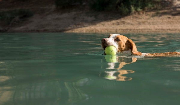 Σκύλοι στην παραλία: Eπιτρέπεται να κολυμπούν στη θάλασσα; Τι ορίζει η νομοθεσία