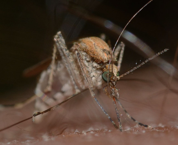Chikungunya: Ο RNA ιός που μπορεί ακόμα και να παραμορφώσει τον φορέα