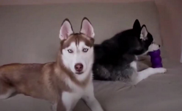 Σκύλοι που μιλάνε με έναν ιδιαίτερο τρόπο με τους ιδιοκτήτες τους (βίντεο)