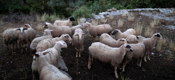 Ευλογιά αιγοπροβάτων: Βαρύ το χτύπημα στην Κεντρική Μακεδονία με 57.000 θανατωμένα ζώα