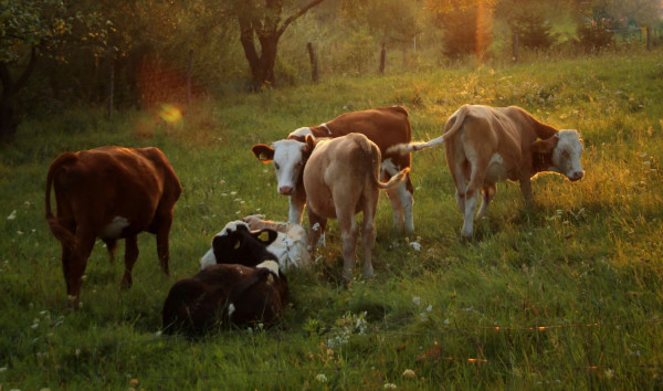 Ο αφθώδης πυρετός επέστρεψε στην Ελλάδα - Κρούσμα σε εκτροφή βοοειδών στη Λέσβο και απαγόρευση μετακινήσεων ζώων