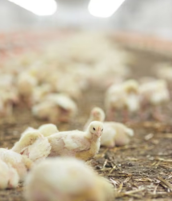 Η Γαλλία είναι η πρώτη χώρα που εμβολιάζει τα πουλερικά της κατά της γρίπης των πτηνών