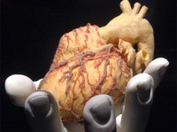 Επιστήμονες έσωσαν ποντίκια με βλάβες στην καρδιά χρησιμοποιώντας ένα σπρέι με χρυσό