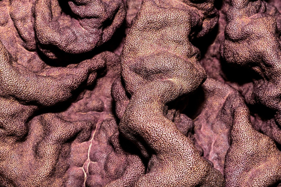 Αρχείου UNSPLASH