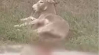Ζίτσα: Μάχη για να σωθεί το γαϊδουράκι που κακοποιήθηκε - Τι λένε οι κτηνίατροι (βίντεο)