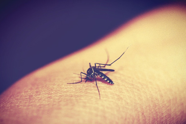 Ιός Δυτικού Νείλου: Ισχυρή σύσταση ΕΟΔΥ - Προστατευτείτε από τα τσιμπήματα κουνουπιών