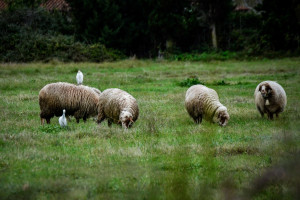 Ευλογιά αιγοπροβάτων: Κρίσιμο το επόμενο τρίμηνο - Προτεραιότητες και νέα εργαλεία αντιμετώπισης της ζωονόσου
