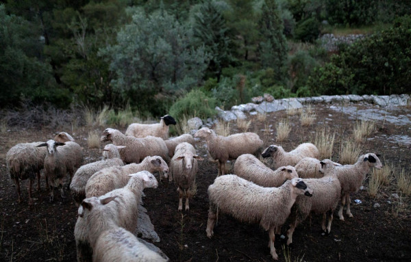 Κρήτη: Παρατείνονται έως και τις 7 Ιανουαρίου τα προληπτικά μέτρα για την ευλογιά των αιγοπροβάτων
