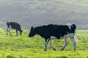 Κρούσμα της νόσου των τρελών αγελάδων επιβεβαιώθηκε σε αγρόκτημα στη Σκωτία