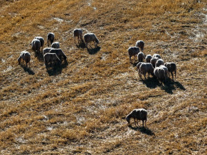 Μέτρα του ΥΠΑΑΤ για την αντιμετώπιση της ευλογιάς των αιγοπροβάτων στην Κεφαλλονιά