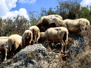 Περιφέρεια Κρήτης: Παρατείνονται έως τις 9 Οκτωβρίου τα προληπτικά μέτρα για την ευλογιά των αιγοπροβάτων