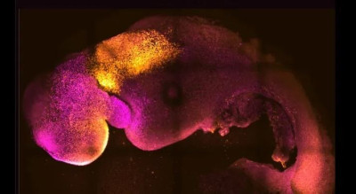 Συνθετικό έμβρυο ποντικιού με εγκέφαλο και καρδιά που χτυπά δημιούργησαν από βλαστοκύτταρα οι επιστήμονες
