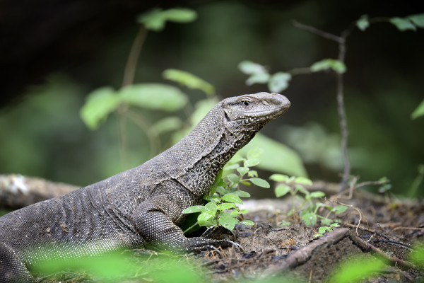 «Κροκόδειλος» στην Ρόδο: Πρόκειται για Monitor Lizard; Τι είπε ερπετολόγος