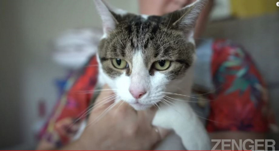 Γάτα έσωσε την ιδιοκτήτριά της από καρδιακή προσβολή: Την χτύπησε στο στήθος για να ξυπνήσει (βίντεο)