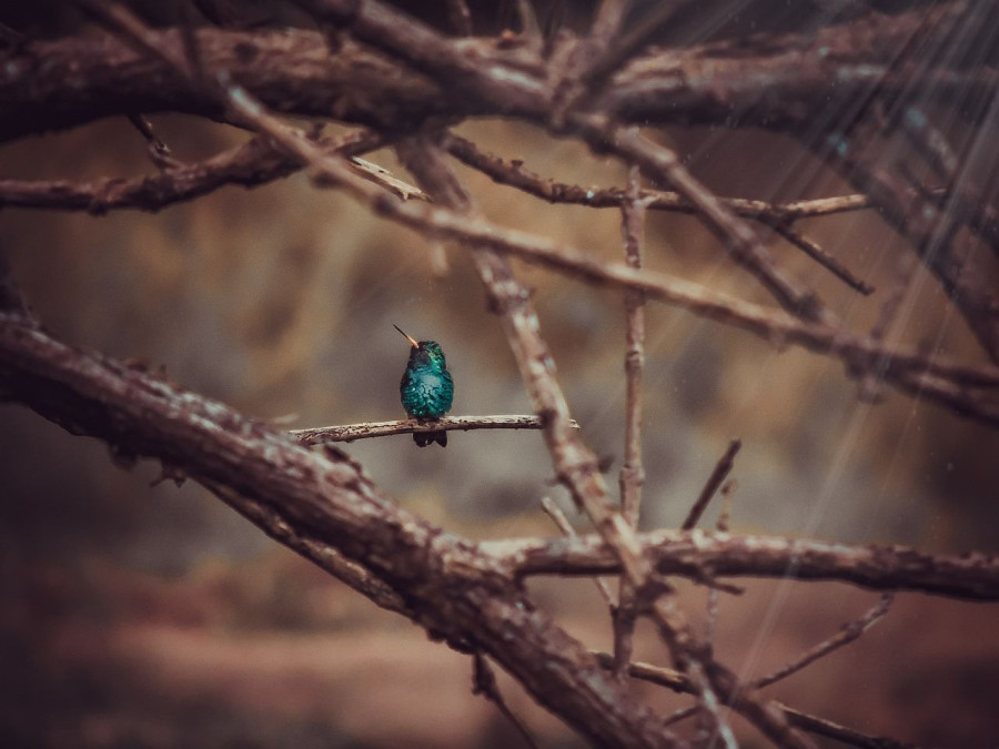 PIXABAY