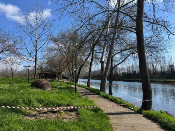 Θεσσαλονίκη: Το έλκος που ξηραίνει τα πλατάνια εμφανίστηκε στον ποταμό Λουδία