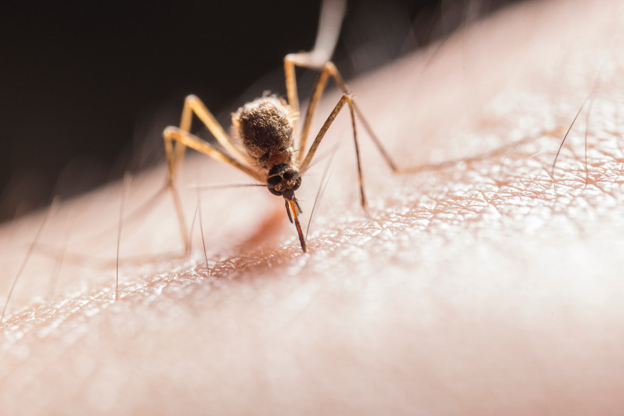 ΕΟΔΥ: Έτσι θα προφυλαχθείτε από τα κουνούπια και τον ιό του Δυτικού Νείλου - Αναλυτικά οι οδηγίες