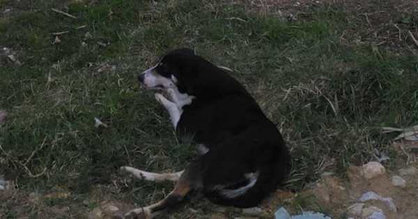 Η γενναία σκυλίτσα που περιπλανήθηκε στα Βαλκάνια για να βρεθεί στην αγκαλιά του ιδιοκτήτη της
