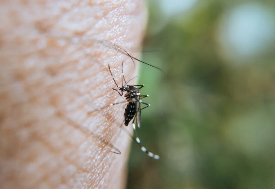 Αυξάνεται ο κίνδυνος εμφάνισης ασθενειών που μεταδίδονται με το τσίμπημα κουνουπιού