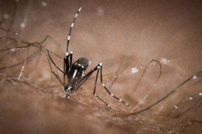 Κορονοϊός: Δεν υπάρχουν ενδείξεις ότι μεταδίδεται και μέσω κουνουπιών - Η απάντηση Τσιόδρα